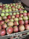 Яблоко оптом