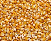 Corn
