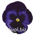 Виола (Viola wittrockiana ). Inspire® Plus . Blue Velvet