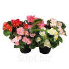 Бегония (Begonia semperflorens ). Super Olympia. Mix