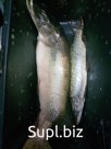 Рыба речная