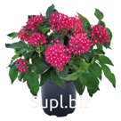 Пентас (Pentas lanceolata F1 ). Graffiti® OG . Rose