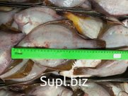 Рыба и морепродукты ОПТ