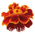 Бархатцы (Tagetes patula ). Safari . Scarlet