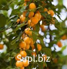 Алыча Prunus divaricataм Подарок С.-Петербургу (6 лет)