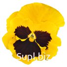 Виола (Viola wittrockiana ). Inspire® DeluXXe . Yellow Blotch