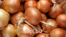 Лук