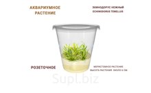 АКВАРИУМНОЕ РАСТЕНИЕ (РОЗЕТОЧНОЕ) ЭХИНОДОРУС НЕЖНЫЙ (ECHINODORUS TENELLUS)