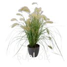 Пеннисетум (Pennisetum ). villosum Fluffy.