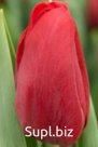 Тюльпаны Delta Red (дельта ред)