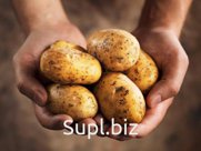 Картофель свежий урожай 2020, сорт розара, импала