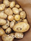Картофель молодой ОПТОМ, отличного качества, от производителя.
Купить картофель в Астрахани можете у нас.

✅ Наличный и безналичный расчет.
✅ Все документы
✅По…