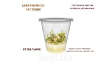 АКВАРИУМНОЕ РАСТЕНИЕ (СТЕБЕЛЬНОЕ) ГИГРОФИЛА АРАГУАЯ (HYGROPHILA SP.ARAGUAIA)