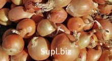 Лук репчатый оптом из Узбекистана
