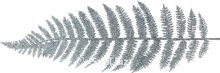 Decorative branch Fern leaf Size: 830x130x5mm