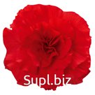 Бегония (Begonia tuberhybrida ). Nonstop. Red