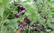 Вишня войлочная Prunus tomentosa Даманка (6 лет)