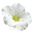 Аренария Монтана (Arenaria montana). Arenaria montana.