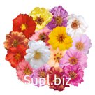 Портулак крупноцветковый (Portulaca grandiflora). Sundial . Mix