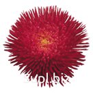 Астра (Callistephus chinensis ). Benary's Princess . Deep Red