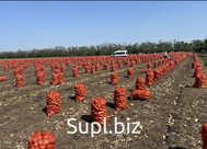 Лук оптом сибирь Калибр 5+ Урожай 2025 С доставкой