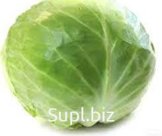 Капуста