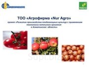 Репчатый лук