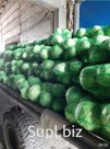 Капуста белокочанная