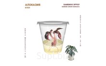 АЛОКАЗИЯ  БАМБИНО ЭРРОУ (BAMBINO ARROW VARIEGATA)