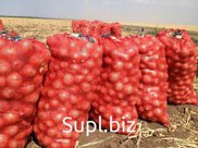 Лук репчатый оптом от производителя. Отличное качество. Любой калибр.