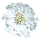 Скабиоза (Scabiosa caucasica ). Fama. White