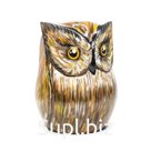 Brown owl with feathers