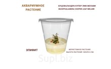 АКВАРИУМНОЕ РАСТЕНИЕ (ЭПИФИТЫ) БУЦЕФАЛАНДРА КУПЕР ЛИФ МЕЛАВИ (BUCEPHALANDRA COOPER LEAF MELAWI)