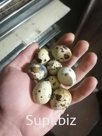Яйцо и мясо перепелов