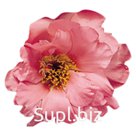 Портулак крупноцветковый (Portulaca grandiflora). Sundial . Peach