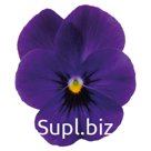 Виола (Viola cornuta ). Admire. Deep Blue