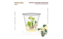 МОНСТЕРА ТАЙСКОЕ СОЗВЕЗДИЕ КРЕМ БРЮЛЕ (MONSTERA THAI CONSTELLATION CREME BRULEE)