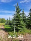 Ель голубая колючая «Глаука» до 5м