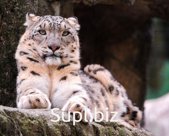 Мука пшеничная высшего , первого , второго сорта. Масло подсолнечное . Мясо бройлеров .Корма для животных . птиц : шрот соевый , шрот подсолнечый.