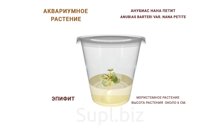 АКВАРИУМНОЕ РАСТЕНИЕ (ЭПИФИТЫ) АНУБИАС НАНА ПЕТИТ (ANUBIAS BARTERI VAR. NANA PETITE)