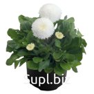 Маргари́тка (Bellis perennis ). Tasso. White