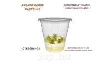 АКВАРИУМНОЕ РАСТЕНИЕ (СТЕБЕЛЬНОЕ) ПОГОСТЕМОН СТЕЛЛАТУС (POGOSTEMON STELLATUS)