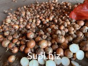 Лук