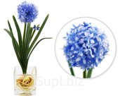 Decorative plant Flowering onion in a vase Size: 14x14x24 cm Color: blue