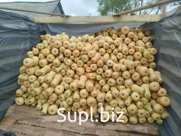 Тыква Матильда первый сорт