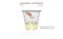 АГЛАОНЕМА TAILAND RED (КРАСНЫЙ ТАЙЛАНД )
