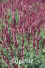 Сальвия (Salvia x superba ). Queen. Rose