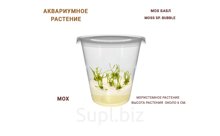 АКВАРИУМНОЕ РАСТЕНИЕ МОХ БАБЛ (MOSS SP. BUBBLE)