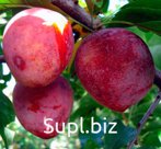 Слива Дынная (7 лет)