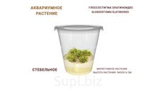 АКВАРИУМНОЕ РАСТЕНИЕ (СТЕБЕЛЬНОЕ) ГЛОССОСТИГМА ЭЛАТИНОИДЕС (GLOSSOSTIGMA ELATINOIDES)